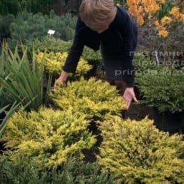 Можжевельник горизонтальный Лаймглоу (Juniperus horizontalis Limeglow) ФОТО Питомник растений Природа Priroda (64)