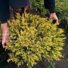 Можжевельник горизонтальный Лаймглоу (Juniperus horizontalis Limeglow) ФОТО Питомник декоративных растений Природа (65)