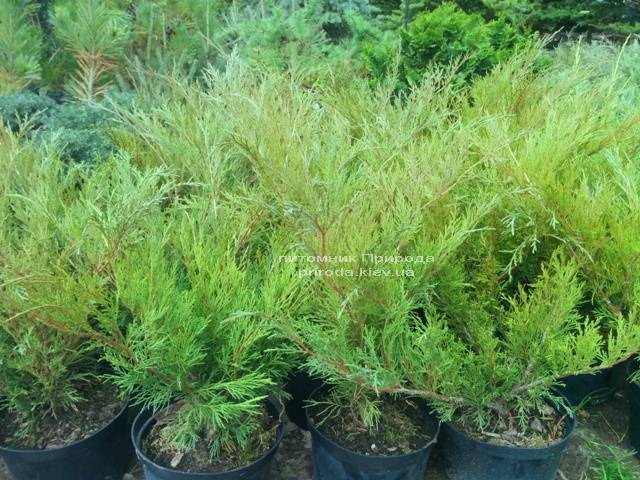 Можжевельник казацкий Блю Спаркл (Juniperus sabina Blue Sparkle)ФОТО Питомник растений Природа Priroda (52)