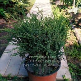 Можжевельник казацкий Глаука (Juniperus sabina Glauca) ФОТО Питомник декоративных растений Природа (Priroda) (50)