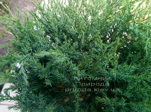 Можжевельник казацкий Глаука (Juniperus sabina Glauca) ФОТО Питомник растений Природа (49)