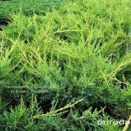 Можжевельник китайский Куривао Голд (Juniperus chinensis Kuriwao Gold) ФОТО Питомник декоративных растений Природа (39)