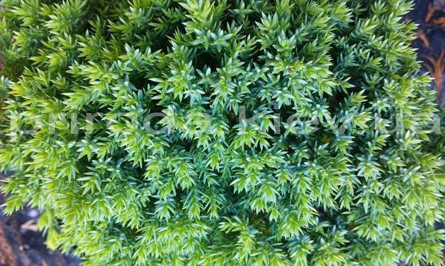 Можжевельник лежачий Нана (Juniperus procumbens Nana) ФОТО Питомник декоративных растений Природа (61)