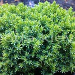 Можжевельник лежачий Нана (Juniperus procumbens Nana) ФОТО Питомник растений Природа Priroda (60)