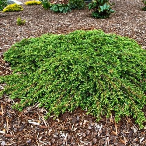 Можжевельник обыкновенный Кориелаган (Juniperus communis Corielagan) ФОТО Питомник декоративных растений Природа Priroda (63)