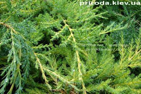 Можжевельник средний Пфитцериана Ауреа (Juniperus media Pfitzeriana Aurea) ФОТО Питомник растений Природа Priroda (37)