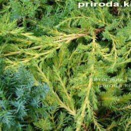 Ялівець середній Пфітцеріана Ауреа (Juniperus media Pfitzeriana Aurea) ФОТО Розплідник декоративних рослин Природа (36)