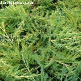 Ялівець середній Пфітцеріана Ауреа (Juniperus media Pfitzeriana Aurea) ФОТО Розплідник декоративних рослин Природа Priroda (35)