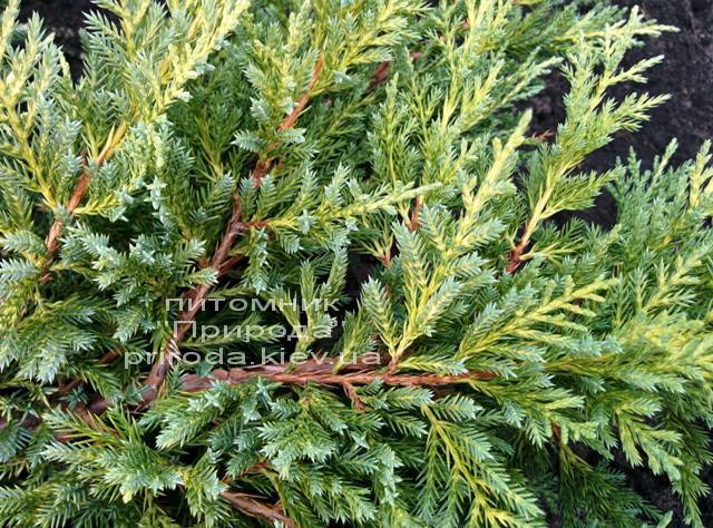 Можжевельник средний Пфитцериана Ауреа (Juniperus media Pfitzeriana Aurea) ФОТО Питомник растений Природа Priroda (34)