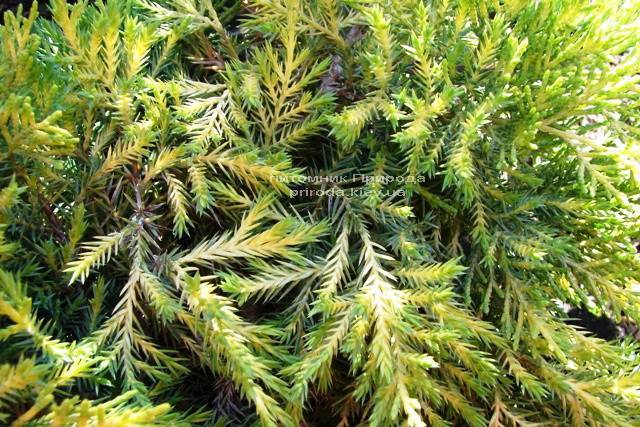 Ялівець середній Голд Кіссе (Juniperus media Goldkissen) ФОТО Розплідник рослин Природа (Priroda) (18)