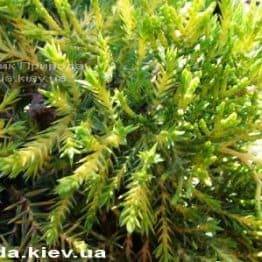 Ялівець середній Голд Кіссе (Juniperus media Goldkissen) ФОТО Розплідник рослин Природа (Priroda) (15)