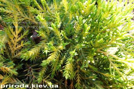 Можжевельник средний Голд Киссен (Juniperus media Goldkissen) ФОТО Питомник растений Природа (Priroda) (15)