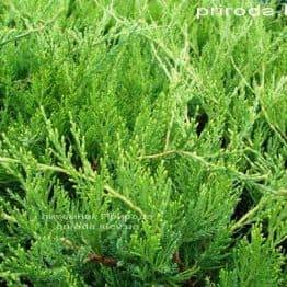 Можжевельник средний / пфитцериана Минт Джулеп (Juniperus media / pfitzeriana Mint Julep) ФОТО Питомник растений Природа (Priroda) (22)