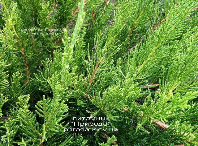 Ялівець середній / пфітцеріана Мінт Джулеп (Juniperus media / pfitzeriana Mint Julep) ФОТО Розплідник рослин Природа (Priroda) (21)