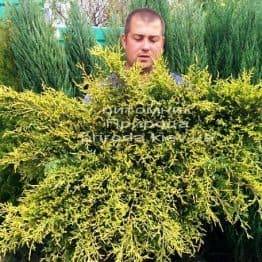 Можжевельник средний / пфитцериана Олд Голд (Juniperus media / pfitzeriana Old Gold) ФОТО Питомник растений Природа (Priroda) (23)