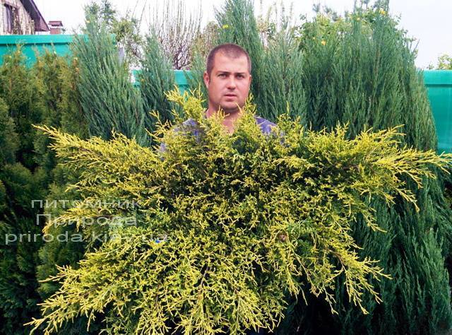 Можжевельник средний / пфитцериана Олд Голд (Juniperus media / pfitzeriana Old Gold) ФОТО Питомник растений Природа (Priroda) (24)