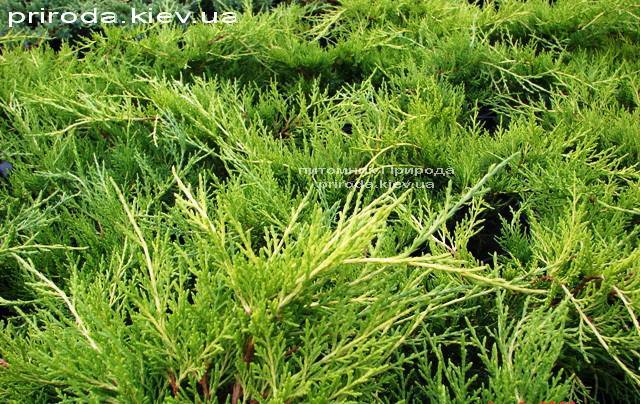 Можжевельник средний / пфитцериана Олд Голд (Juniperus media / pfitzeriana Old Gold) ФОТО Питомник растений Природа (Priroda) (27)