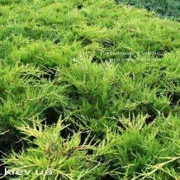 Можжевельник средний / пфитцериана Олд Голд (Juniperus media / pfitzeriana Old Gold) ФОТО Питомник растений Природа (Priroda) (26)
