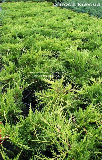 Можжевельник средний / пфитцериана Олд Голд (Juniperus media / pfitzeriana Old Gold) ФОТО Питомник растений Природа (Priroda) (29)