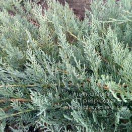 Можжевельник виргинский Грей Оул (Juniperus virginiana Grey Owl) ФОТО Питомник декоративных растений Природа (42)