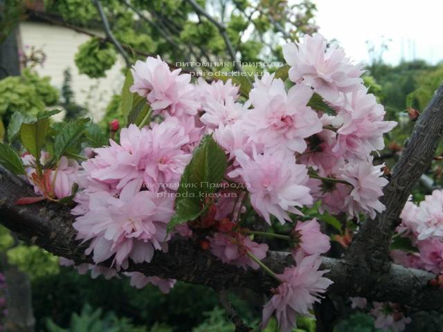 Сакура Канзан (Вишня мелкопильчатая) (Prunus serrulata Kanzan) ФОТО Питомник растений Природа (6)