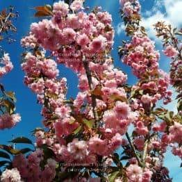 Сакура Канзан (Вишня мелкопильчатая) (Prunus serrulata Kanzan) ФОТО Питомник растений Природа (11)