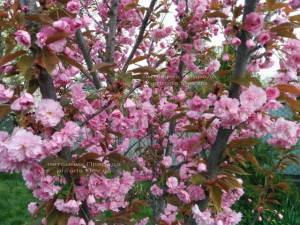 Сакура Канзан (Вишня мелкопильчатая) (Prunus serrulata Kanzan) ФОТО Питомник растений Природа (5)