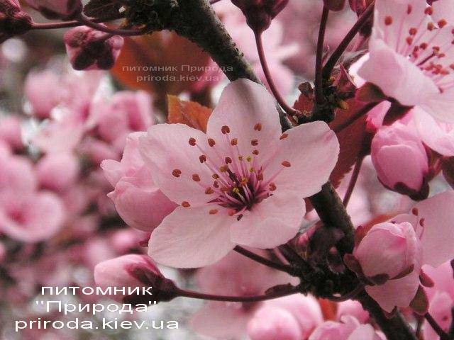 Слива растопыренная Хессея на штамбе (Prunus cerasifera Hessei) ФОТО Питомник растений Природа Priroda (1)