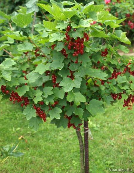 Смородина на штамбе ФОТО Питомник растений Природа Priroda (3)