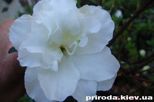 Азалия японская садовая / Рододендрон Шнеперле (Rhododendron Azalea japonica Schneeperle) ФОТО Питомник растений Природа Priroda (38)