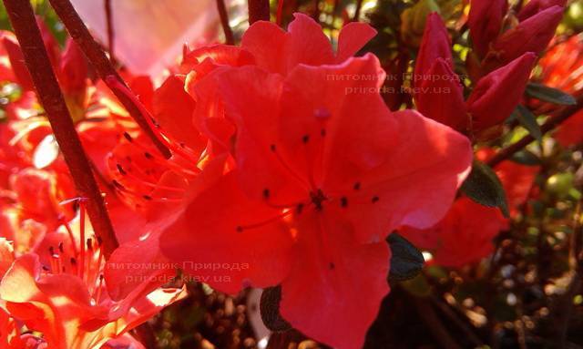 Азалия японская садовая / Рододендрон Гейша Оранж (Rhododendron Azalea japonica Geisha Orange) ФОТО Питомник растений Природа Priroda (48)