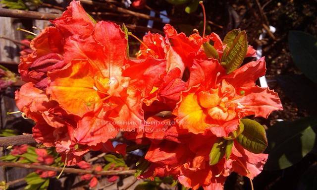 Азалия садовая крупноцветковая / Рододендрон листопадный Джуанита (Rododendron Juanita) ФОТО Питомник растений Природа Priroda (10)