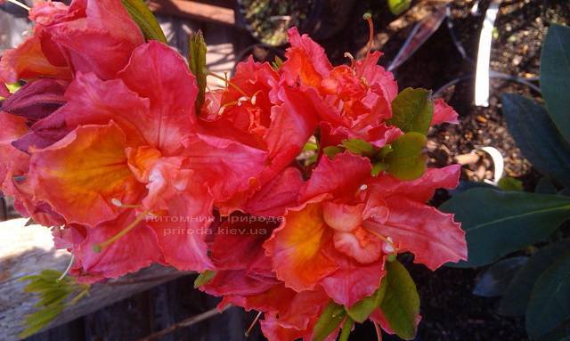 Азалия садовая крупноцветковая / Рододендрон листопадный Джуанита (Rododendron Juanita) ФОТО Питомник растений Природа Priroda (13)