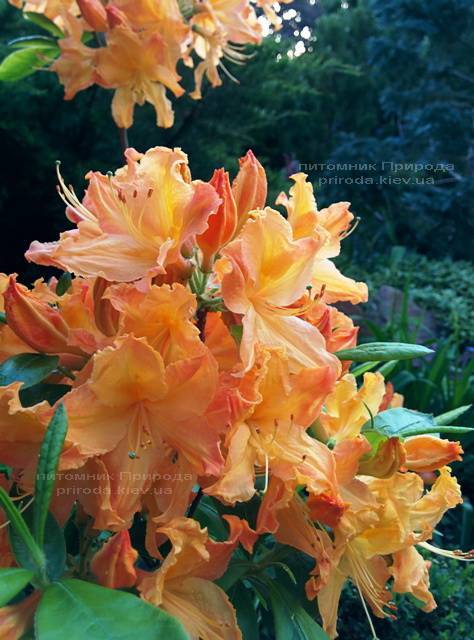 Азалия садовая крупноцветковая / Рододендрон листопадный Голден Лайт (Rododendron Golden Lights) ФОТО Питомник растений Природа Priroda (17)