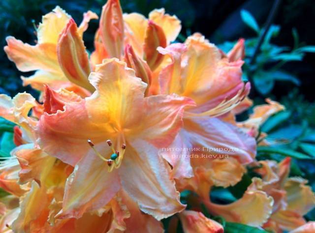 Азалия садовая крупноцветковая / Рододендрон листопадный Голден Лайт (Rododendron Golden Lights) ФОТО Питомник растений Природа Priroda (19)
