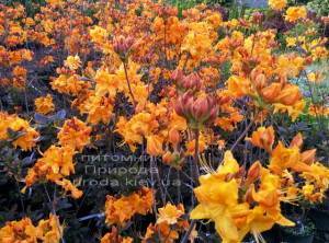 Азалия садовая крупноцветковая / Рододендрон листопадный Клондайк (Rododendron Klondyke) ФОТО Питомник растений Природа Priroda (2)