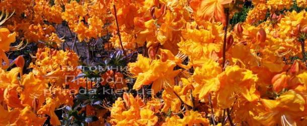 Азалия садовая крупноцветковая / Рододендрон листопадный Клондайк (Rododendron Klondyke) ФОТО Питомник растений Природа Priroda (5)
