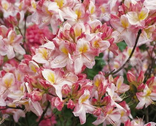 Азалия садовая крупноцветковая / Рододендрон листопадный Сатоми (Rododendron Satomi) ФОТО Питомник растений Природа Priroda (23)