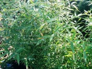 Бамбук (Phyllostachys aurea) ФОТО Питомник растений Природа (2)