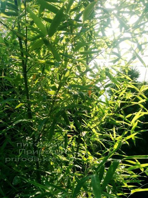 Бамбук (Phyllostachys aureosulcata) ФОТО Питомник растений Природа (4)
