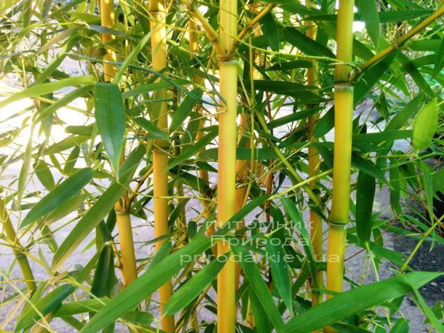 Бамбук (Phyllostachys aureosulcata) ФОТО Питомник растений Природа (6)