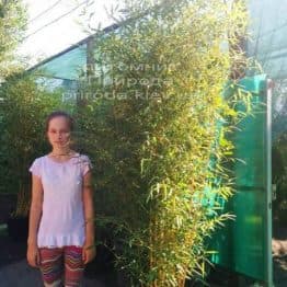 Бамбук Спектабилис (Phyllostachys aureosulcata Spectabilis)