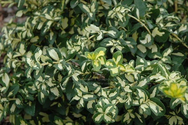 Бересклет Форчуна (Euonymus fortunei) ФОТО Питомник растений Природа Priroda (6)