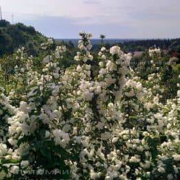 Чубушник венечный / Жасмин садовый (Philadelphus coronarius) ФОТО Питомник растений Природа Priroda (6)