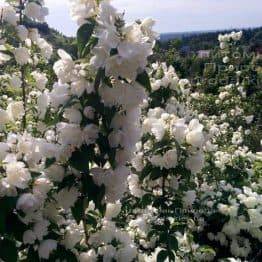 Чубушник венечный / Жасмин садовый (Philadelphus coronarius) ФОТО Питомник растений Природа Priroda (14)