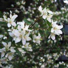 Чубушник земляничный / Жасмин садовый (Philadelphus) ФОТО Питомник растений Природа Priroda (17)