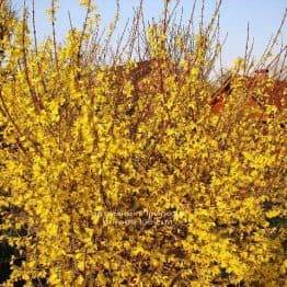 Форзиция промежуточная (Forsythia intermedia) ФОТО Питомник растений Природа Priroda (2)