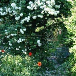 Калина звичайна Розеум / Бульденеж / Білий м'яч (Viburnum opulus Roseum) ФОТО Розплідник рослин Природа Priroda (6)