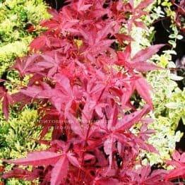 Клен віяловий пальмолістний Атропурпуреум (Acer palmatum Atropurpureum) ФОТО Розплідник рослин Природа (21)