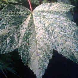 Клен псевдоплатановий Леопольди / Leopoldii (Acer pseudoplatanus Leopoldii) ФОТО Розплідник рослин Природа Priroda (1)